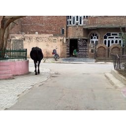 fatehabad, hindi news, cattle, free, promise
