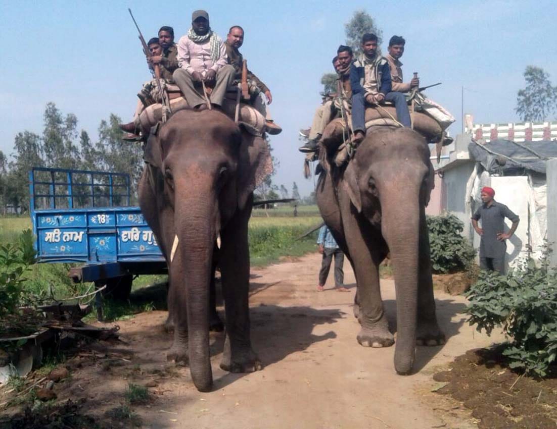 Tiger show, the team traced Pgmarg