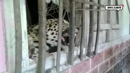 Viral video Leopard attack on woman