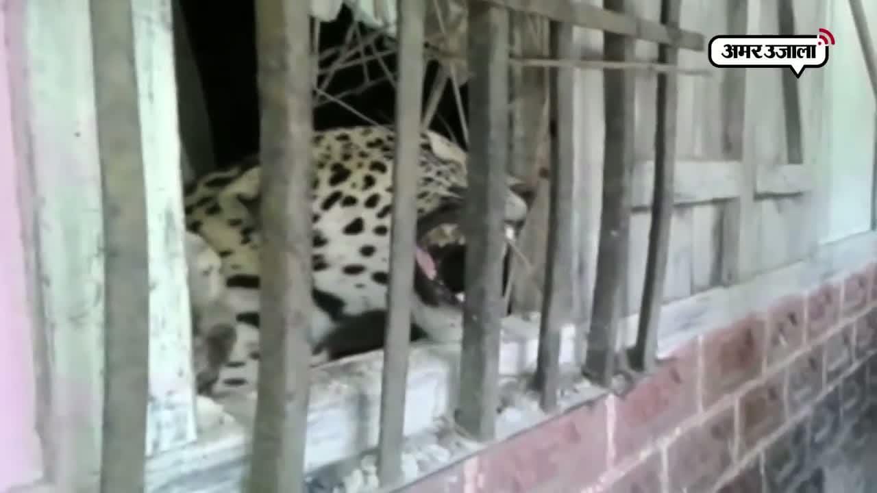 वायरल वीडियो