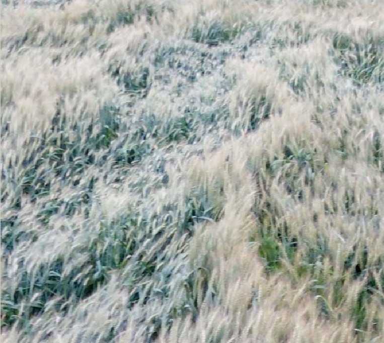 Weather rather than attitude to harass farmers