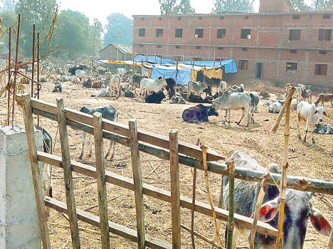 50 cattle killed in 10 days of hunger