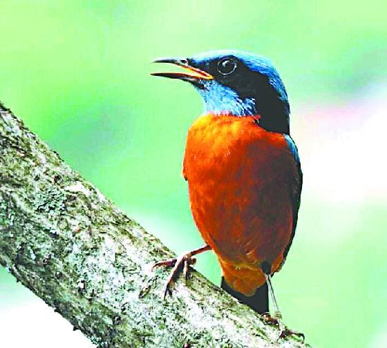 White and Mdkini world of birds in the valley show