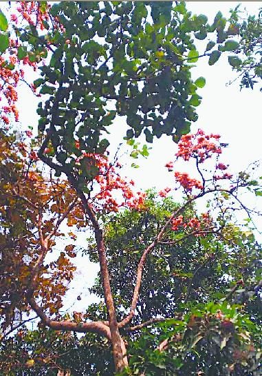 Crisis: Dhak are not on the tree seeds