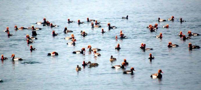 Continuously declining number of birds coming from overseas