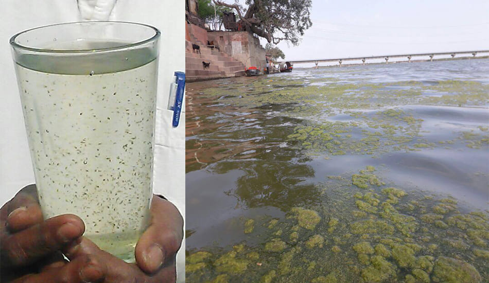 bugs found in ganga river at kanpur