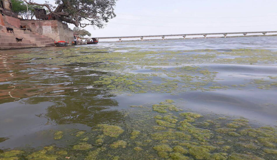 bugs found in ganga river at kanpur