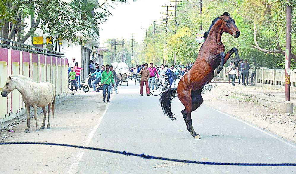 horse news
