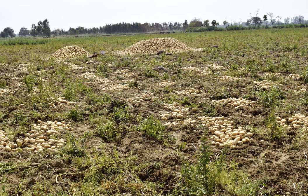Wheat received lifesaving, "the king of vegetables' crisis