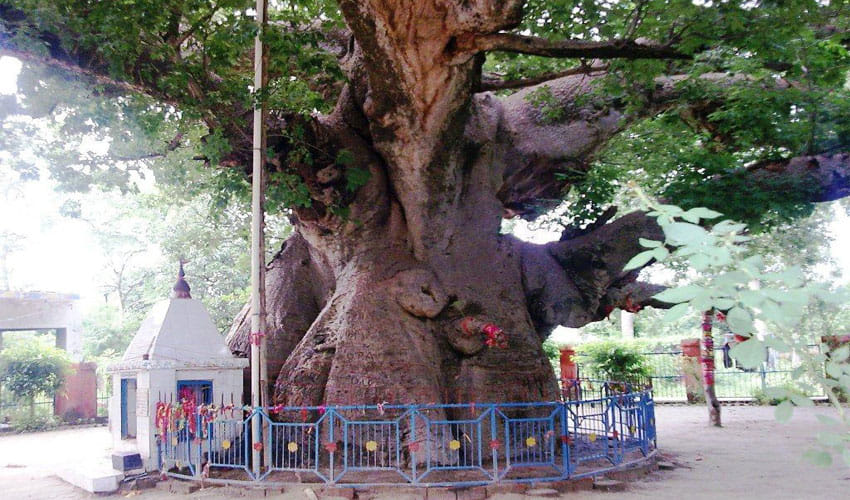 The Story Of Parijaat Tree Of Kintoor, How It Came On Earth