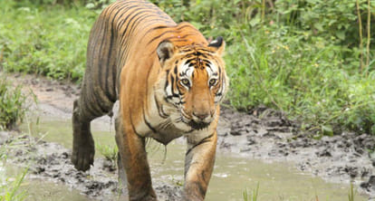 Pilot project can change the relation between farmer and animal