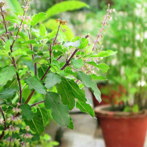 Keep Tulsi, Aloe Vera, Jasmina Plant In Your House For prosperity