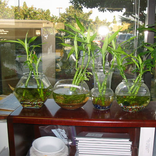 Keep Tulsi, Aloe Vera, Jasmina Plant In Your House For prosperity