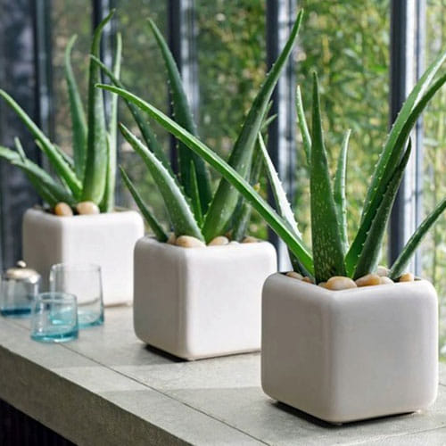 Keep Tulsi, Aloe Vera, Jasmina Plant In Your House For prosperity
