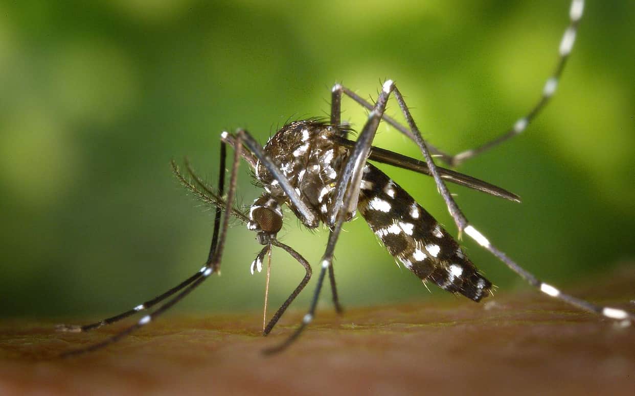 Zika virus Symptoms and Rescue