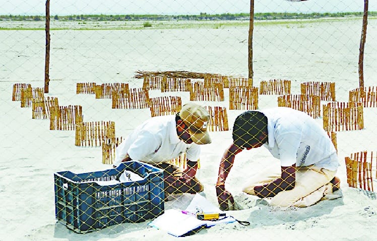 Turtle nests in human eyes open