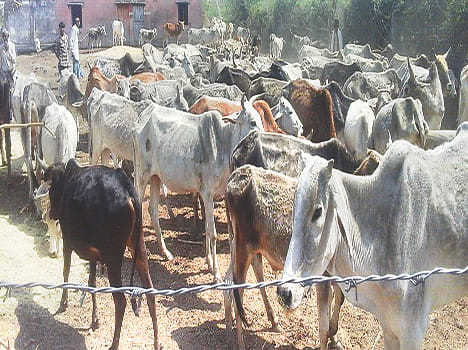 Close Anna animals freed by authorities in Tarbadhi
