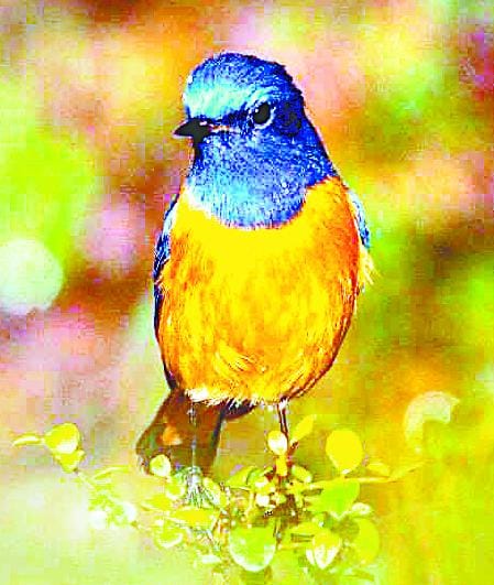 Was heard in the valleys of the beautiful birds tweet