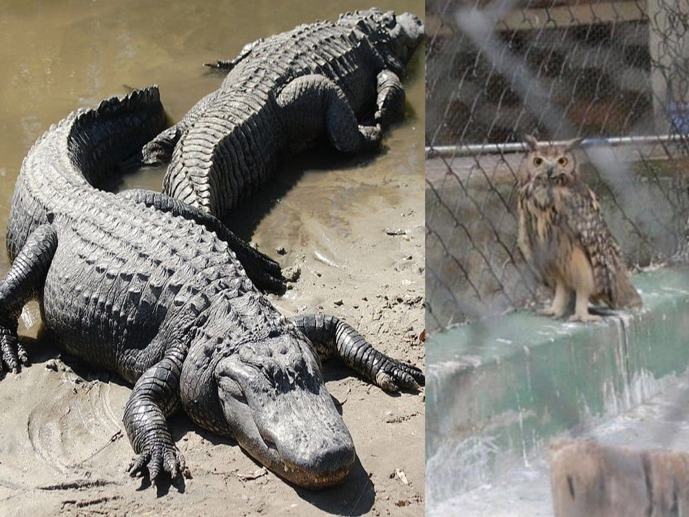 aadhar card of dehradun zoo animals