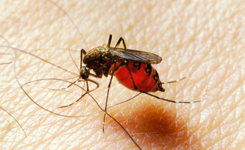 Andhra Pradesh plans hi-tech war on mosquitoes