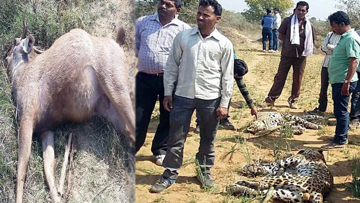 shocked by death of male and female leopard