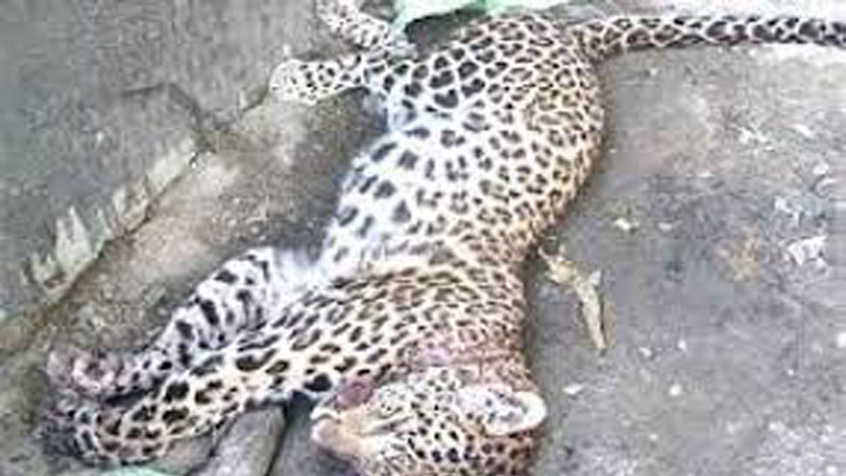 shocked by death of male and female leopard