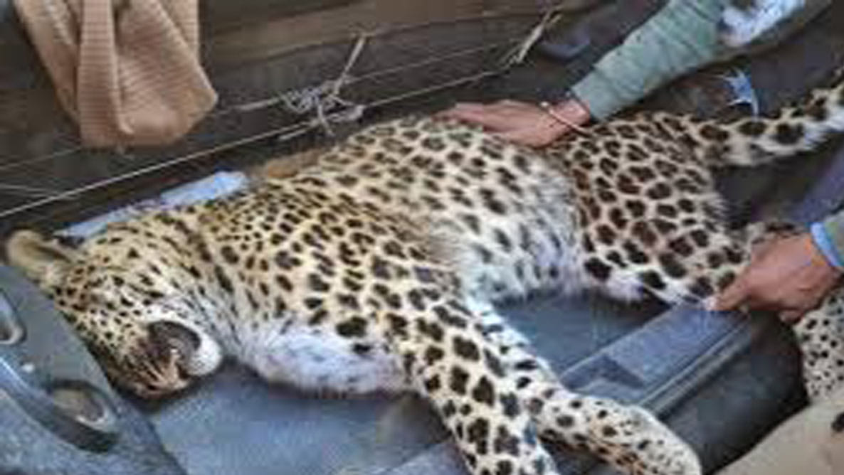 shocked by death of male and female leopard