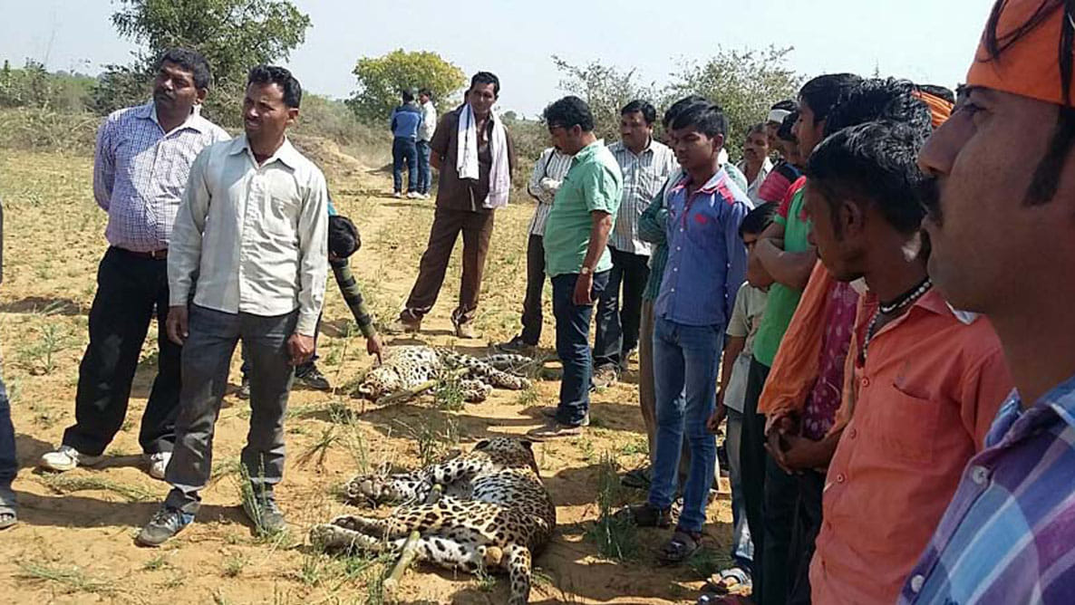 shocked by death of male and female leopard