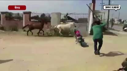 Ruckus due to horses in Meerut 