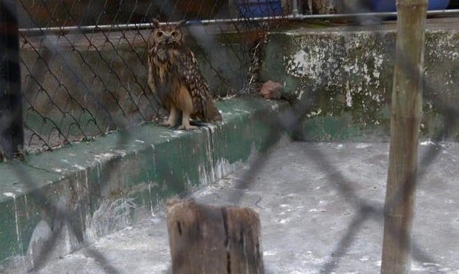 aadhar card of dehradun zoo animals