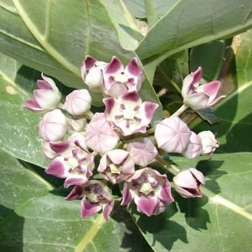 Santan Prapti Ke Achuk Upay