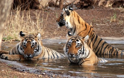 ranthambore to be connected by airways cm raje announced various projects for hadoti