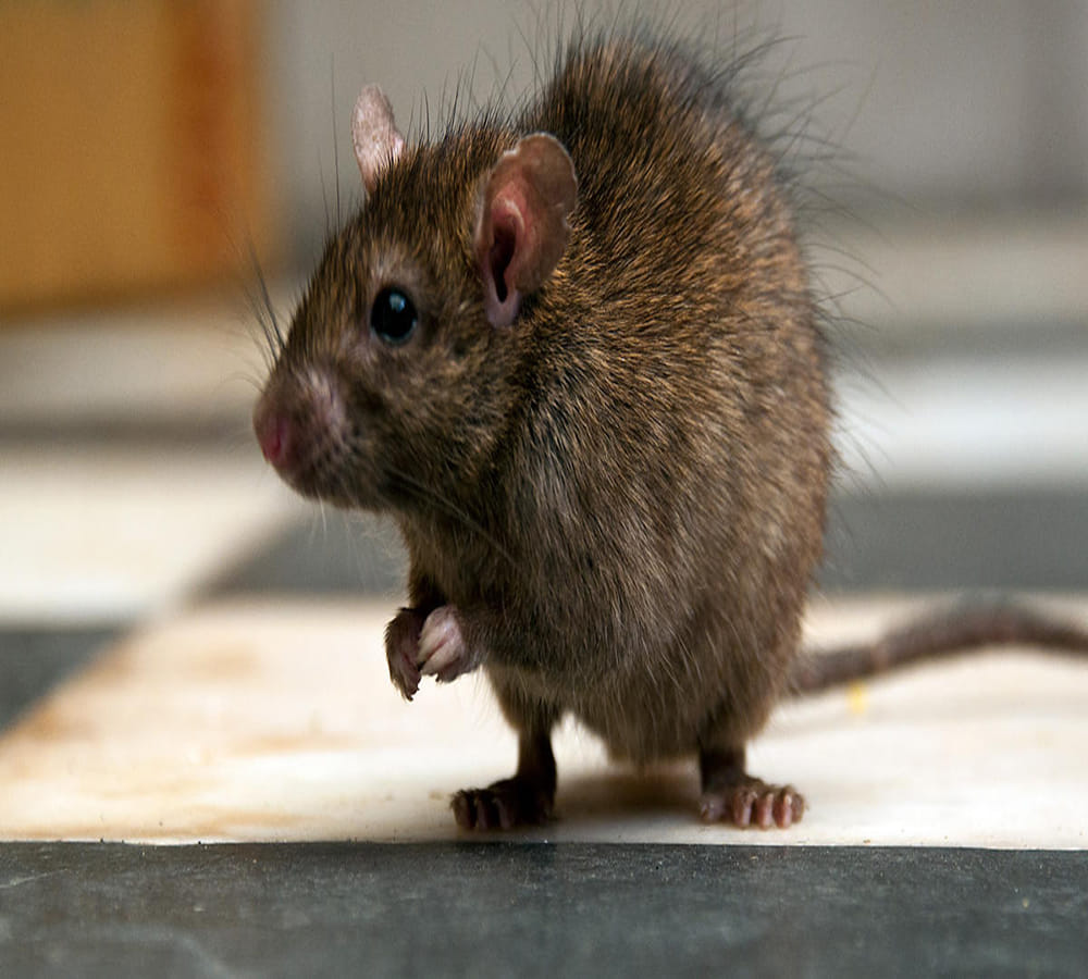Rats and Cockroaches killing due to hunger in lockdown at gorakhpur railway station