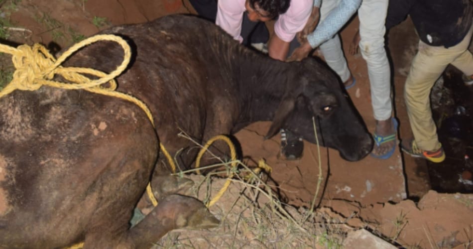 cow fell into gutter at chandigarh, life saved by people after rescue operation of four hours