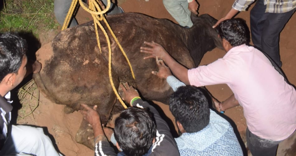 cow fell into gutter at chandigarh, life saved by people after rescue operation of four hours