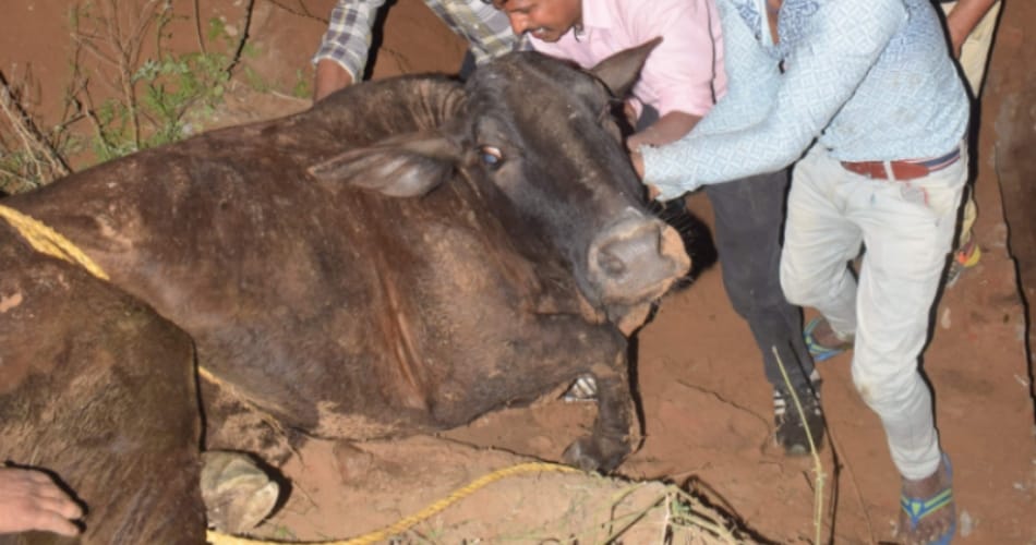 cow fell into gutter at chandigarh, life saved by people after rescue operation of four hours