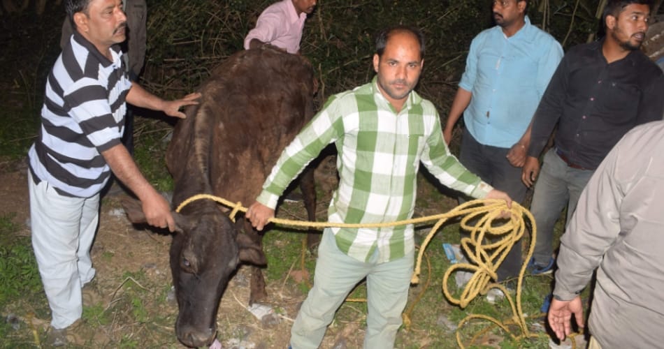 cow fell into gutter at chandigarh, life saved by people after rescue operation of four hours