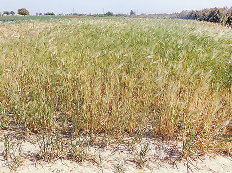 Temperatures soar make trouble for wheat harvest