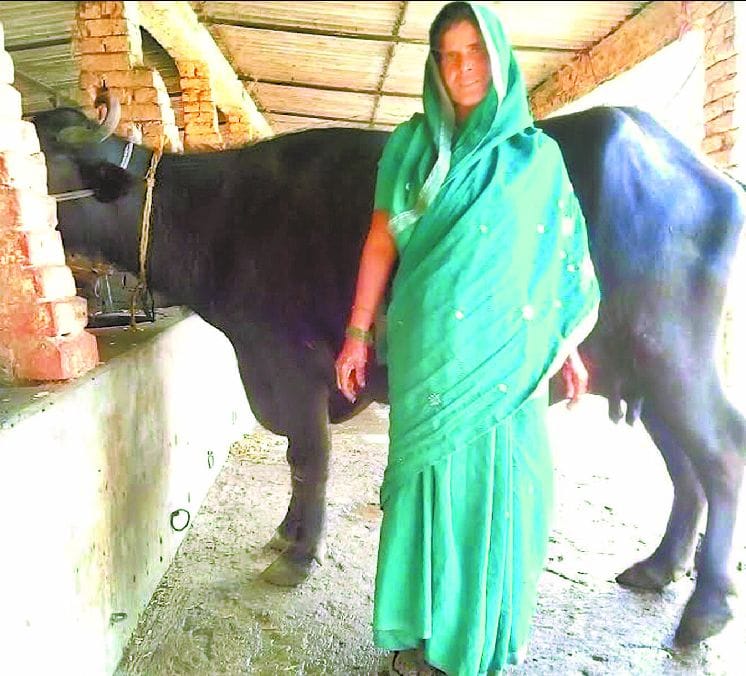 Rajpati, The carrier became the White Revolution