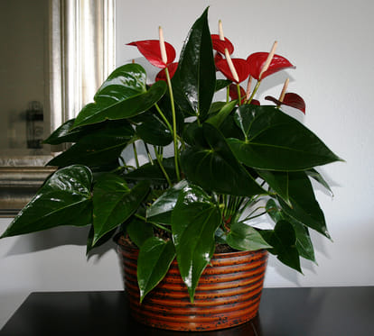 houseplant that clean air