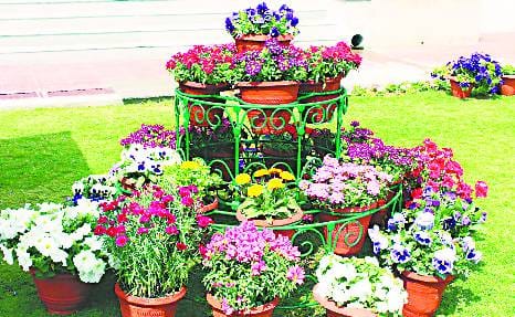 Bareilly Club Flower Show Starting today, will run for five