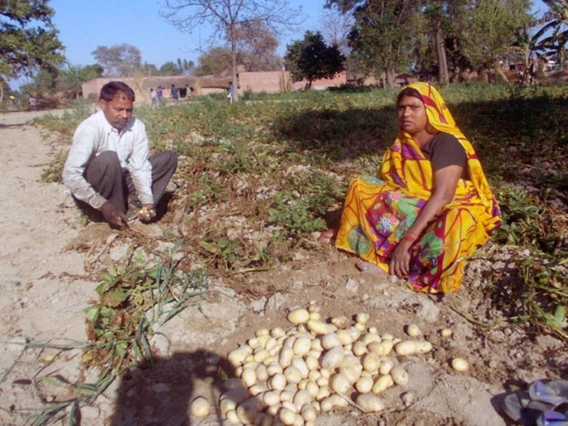 सब्जियों के राजा ने किसानों को बना दिया रंक