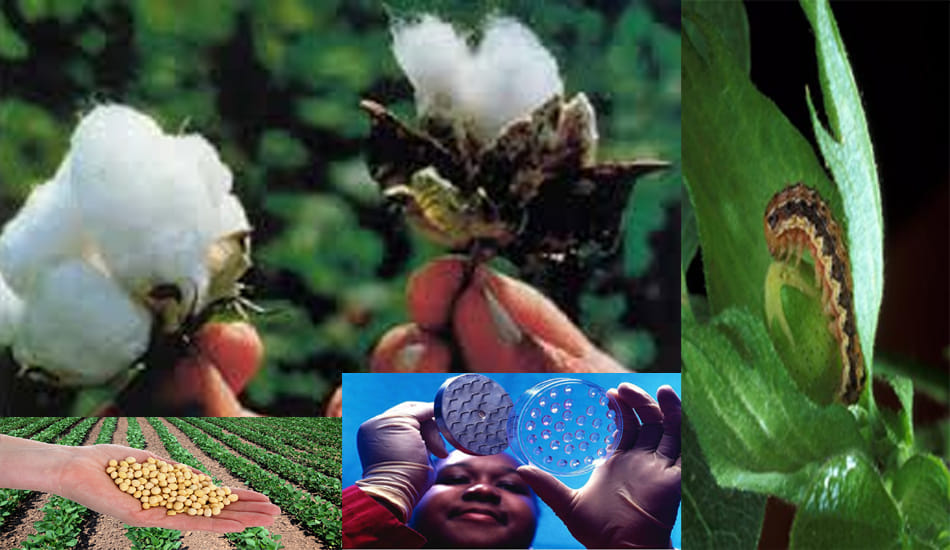 insect resistance to bt crops