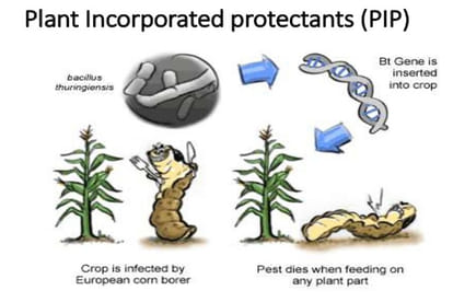 insect resistance to bt crops