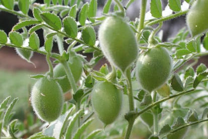 insect resistance to bt crops