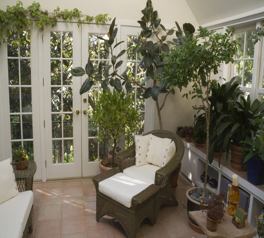 houseplant that clean air