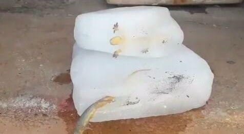 five lizards found in ice cubes