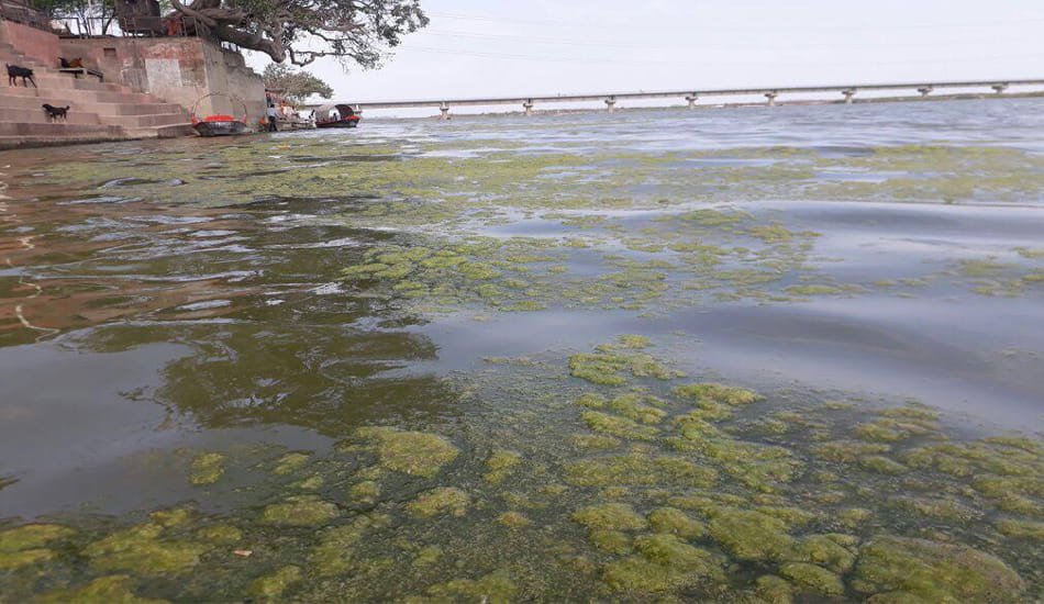 ngt queationing on ganga river bugs
