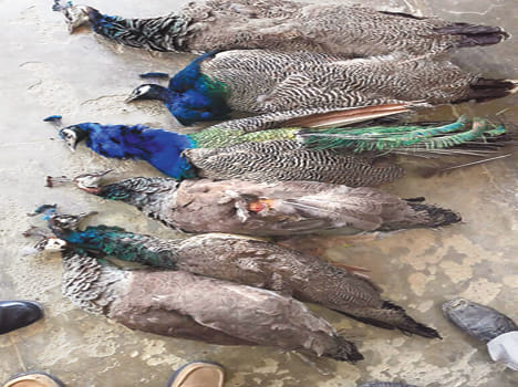 Found dead in the fields, six peacocks