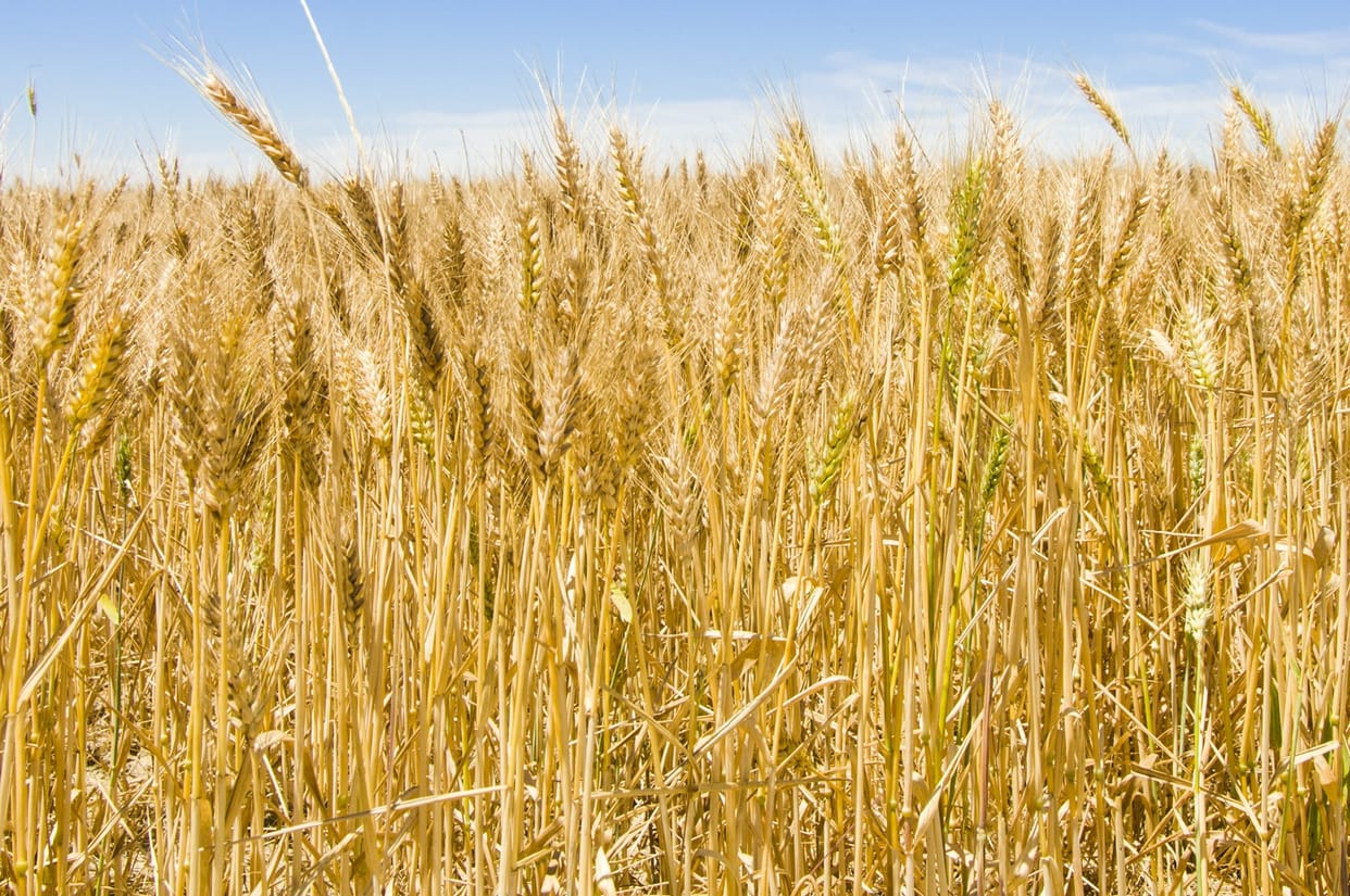 Good news comes from delhi for state wheat farmers